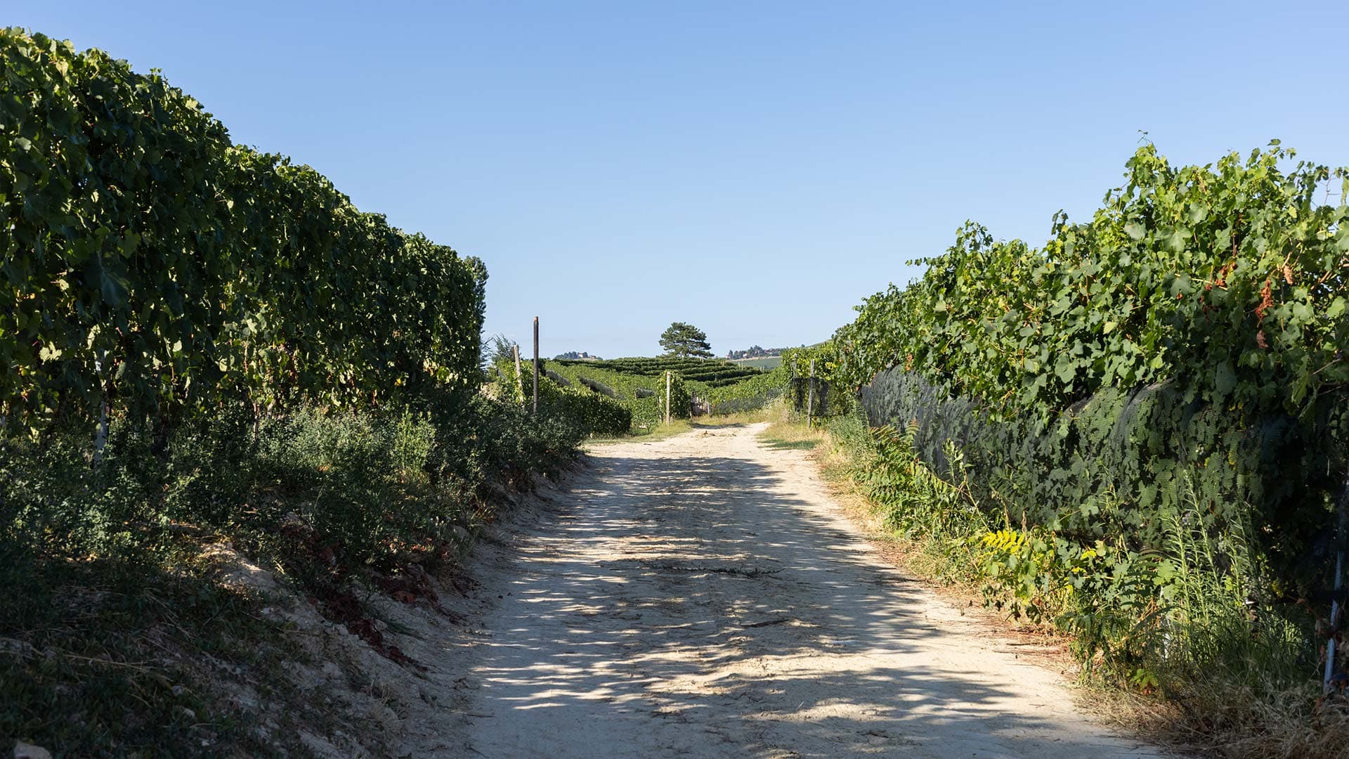 Vigneti delle Langhe
